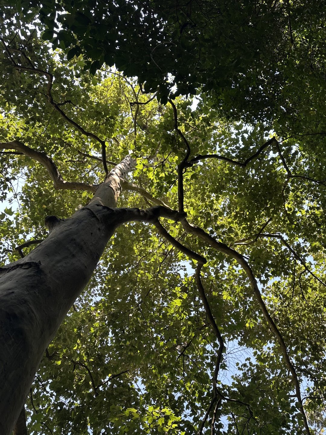 Árbol crecimiento