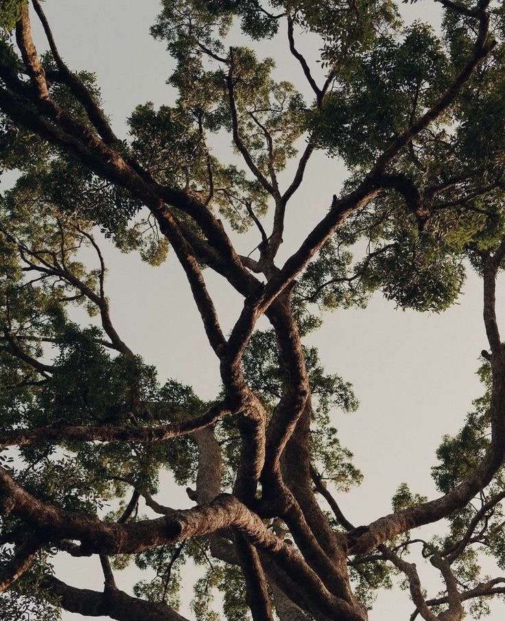 Árbol ramificado